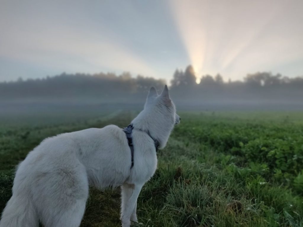 best doge